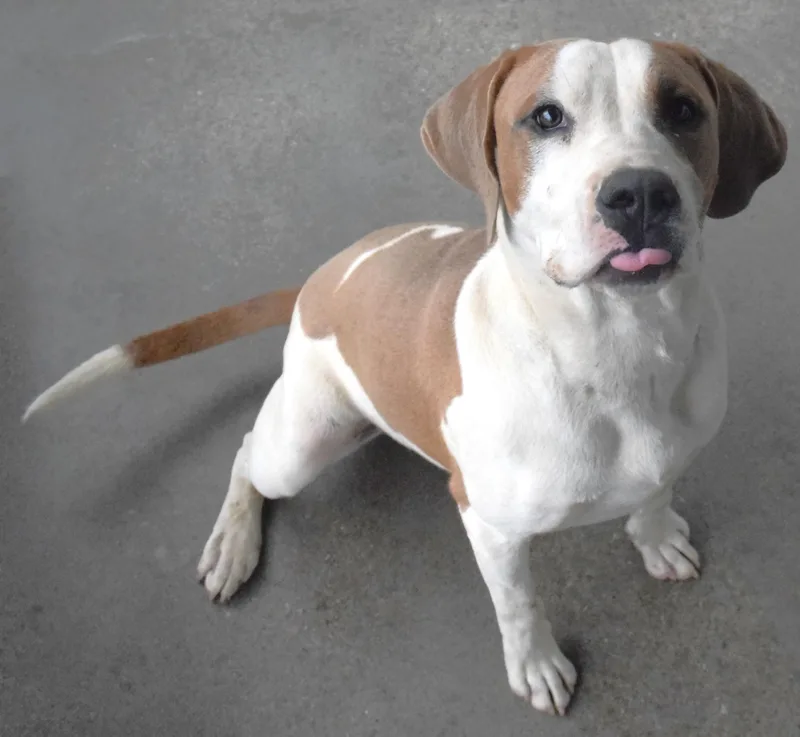An adult medium-sized male White / Cream Pit Bull Terrier dog named 22311 for adoption in Broken Arrow, OK