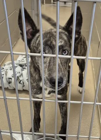 A young medium-sized male Dutch Shepherd dog named Ranger Rick for adoption in Decatur, IL