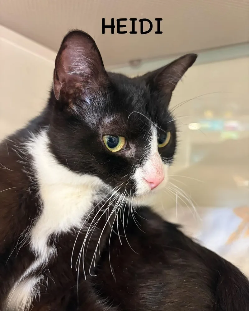 An adult medium-sized female Domestic Short Hair cat named Heidi for adoption in Spring Lake, NJ