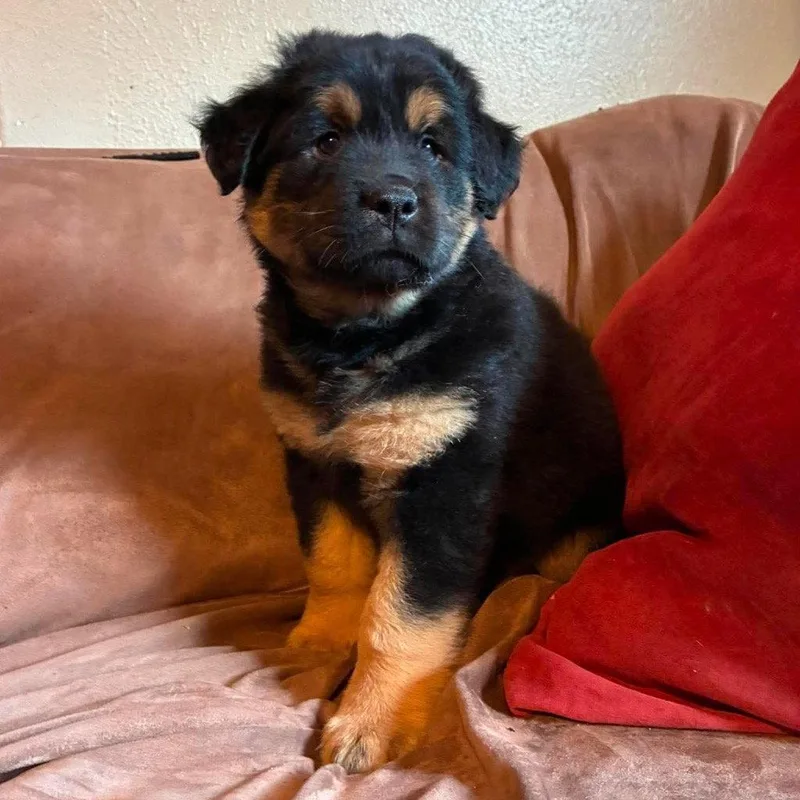 A baby medium-sized male Labrador Retriever dog named Cliff for adoption in Bloomfield, CT
