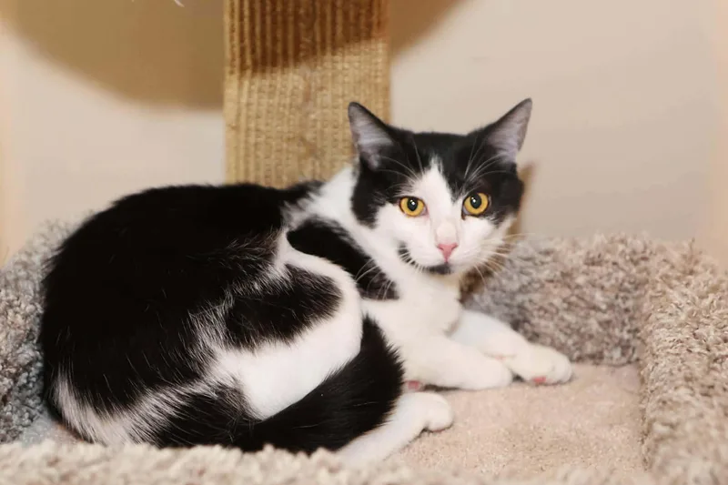 A young medium-sized female Black & White / Tuxedo Domestic Short Hair cat named Dodge & Dakota for adoption in Overland Park, KS