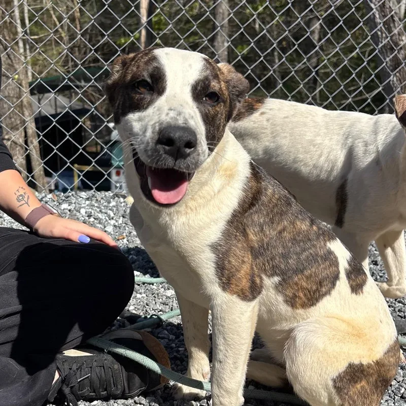 A young medium-sized female Brindle Bullmastiff dog named Cashew for adoption in Franklin, NC