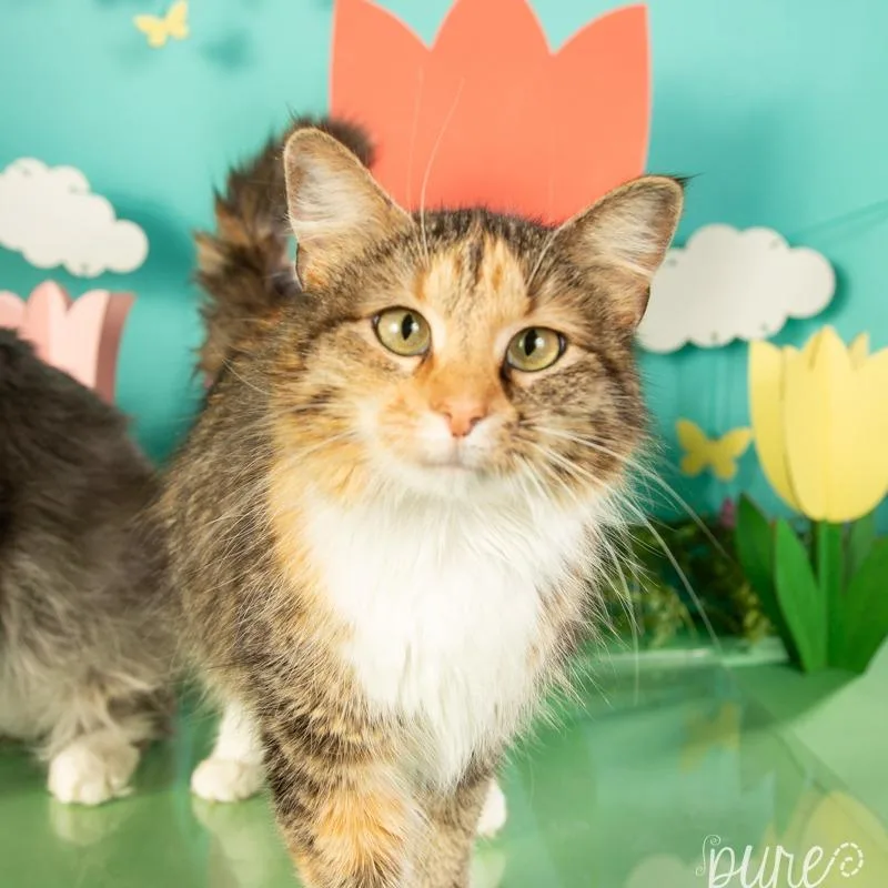 A young small-sized female Calico Domestic Medium Hair cat named Roxy for adoption in Springfield, MO