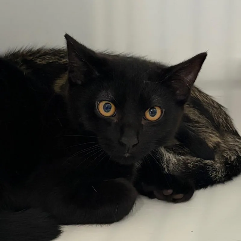 A baby medium-sized male Brown / Chocolate Domestic Short Hair cat named Dutch for adoption in Port Angeles, WA