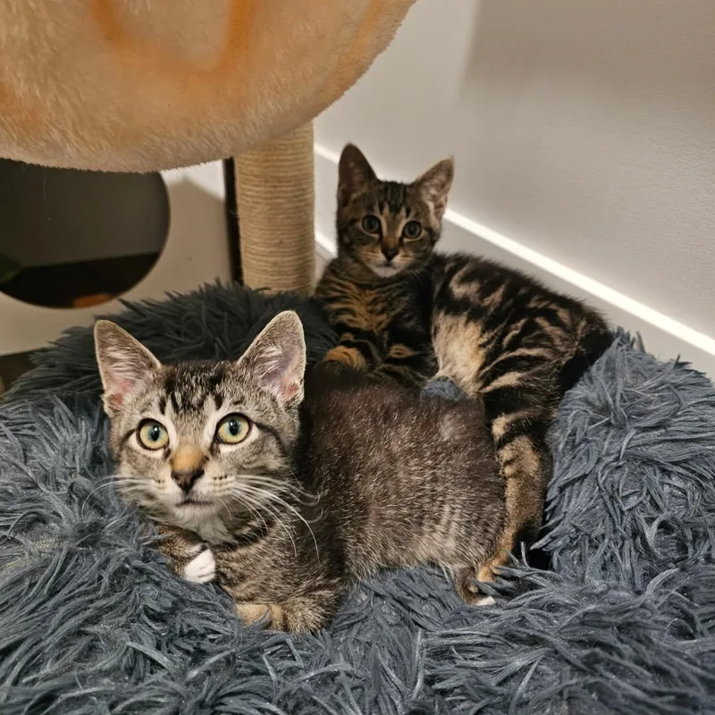 A baby small-sized male Tabby (Brown / Chocolate) Domestic Short Hair cat named Ryman for adoption in Hudsonville, MI