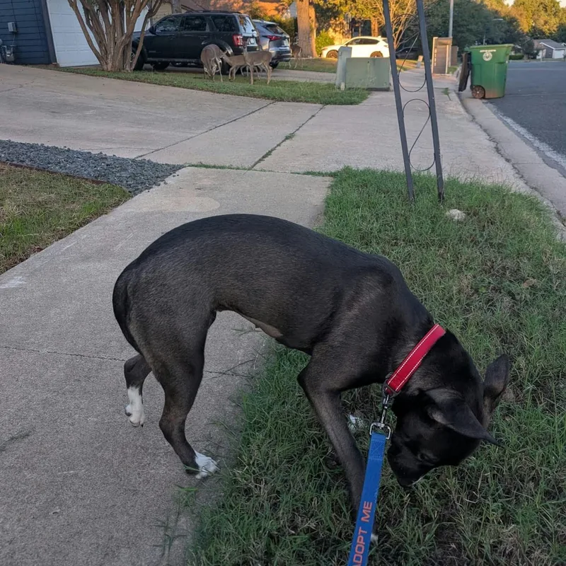 An adult medium-sized female Shepherd dog named Reyna for adoption in Martinez, CA