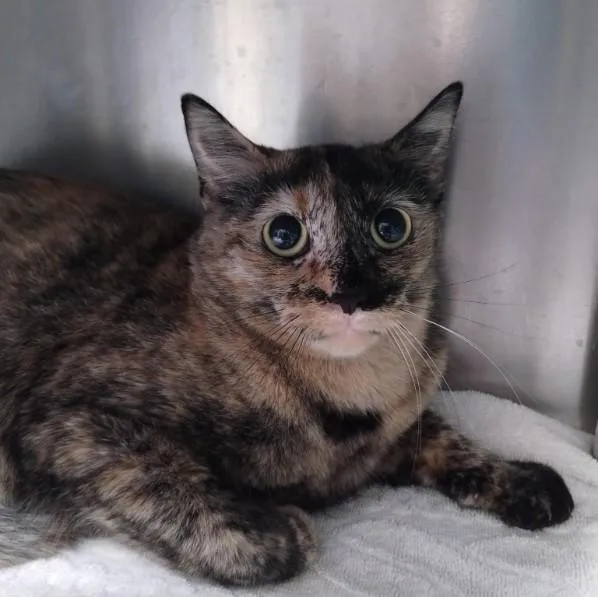 A young small-sized female Domestic Short Hair cat named Chia for adoption in Alameda, CA