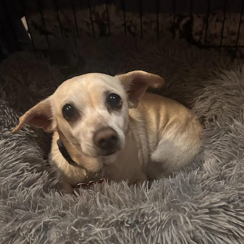 An adult small-sized female Chihuahua dog named Henrietta for adoption in Wake Forest, NC