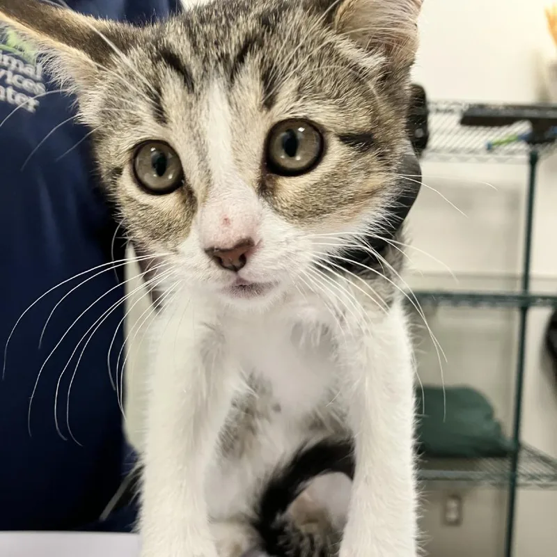 A baby small-sized female Brown / Chocolate Domestic Short Hair cat named Juniper for adoption in Las Cruces, NM