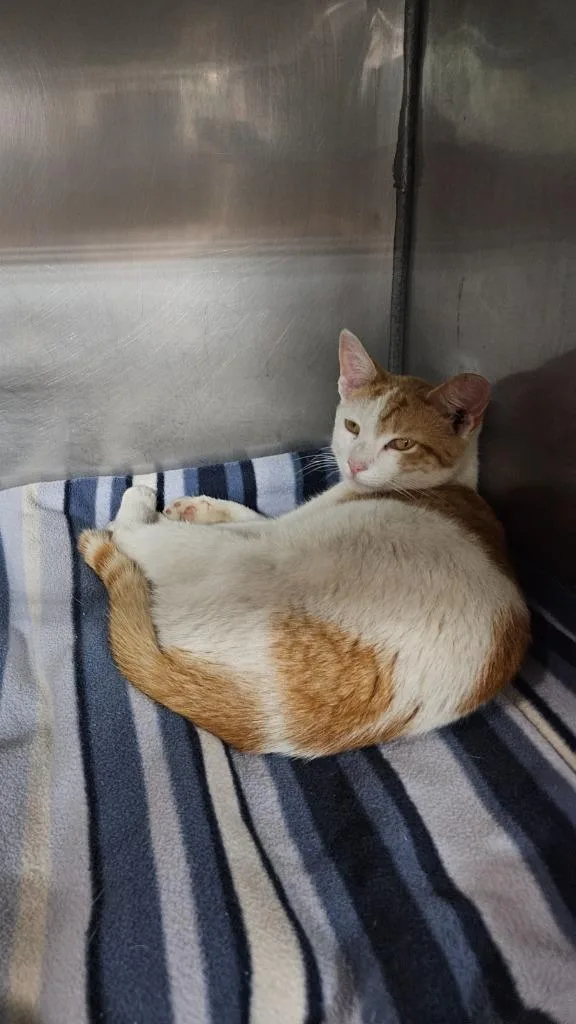 A young medium-sized male Domestic Short Hair cat named Butternut for adoption in Huntington, IN