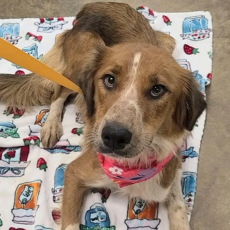 An adult medium-sized female Australian Shepherd dog named Maxine for adoption in Woolwich, ME