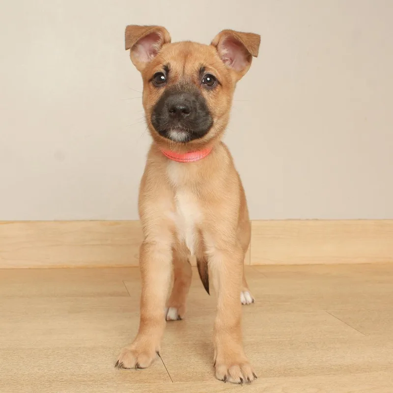 A baby large-sized female Pit Bull Terrier dog named Gala D for adoption in Minnetonka, MN