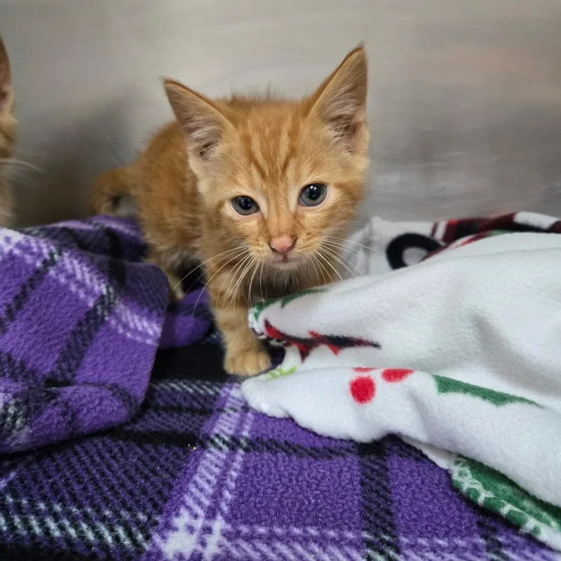 A baby small-sized male Orange / Red Domestic Medium Hair cat named Crackle for adoption in Newport, TN