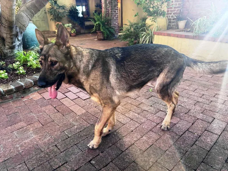 An adult large-sized male German Shepherd Dog dog named Indy for adoption in Pleasant Grove, CA