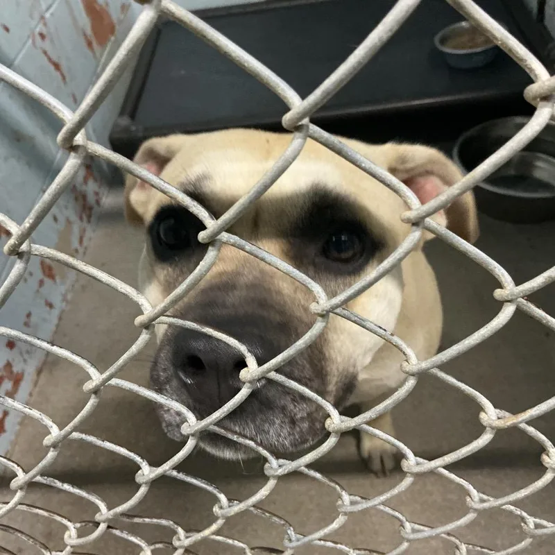 An adult medium-sized female Yellow / Tan / Blond / Fawn Pit Bull Terrier dog named Isabel for adoption in St Joseph, MO