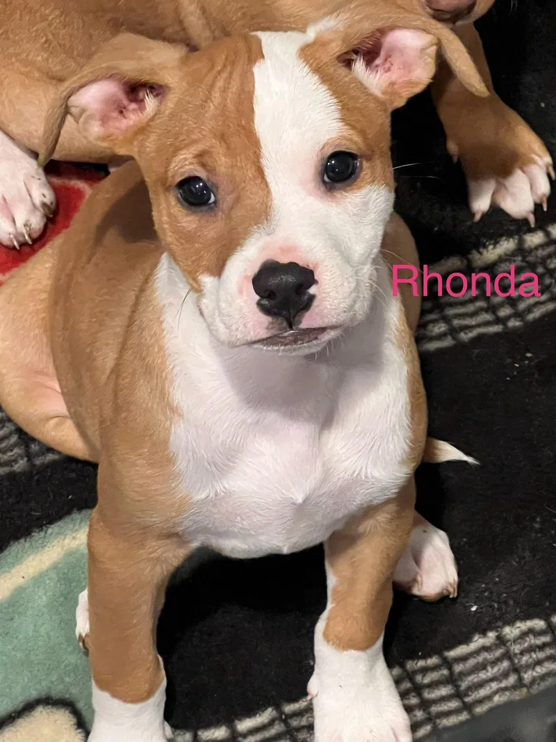 A baby large-sized female Golden Mixed Breed dog named Rhonda for adoption in Davisburg, MI