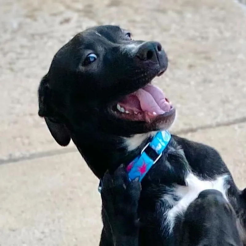 An adult medium-sized male Black Mixed Breed dog named Dante for adoption in Owosso, MI