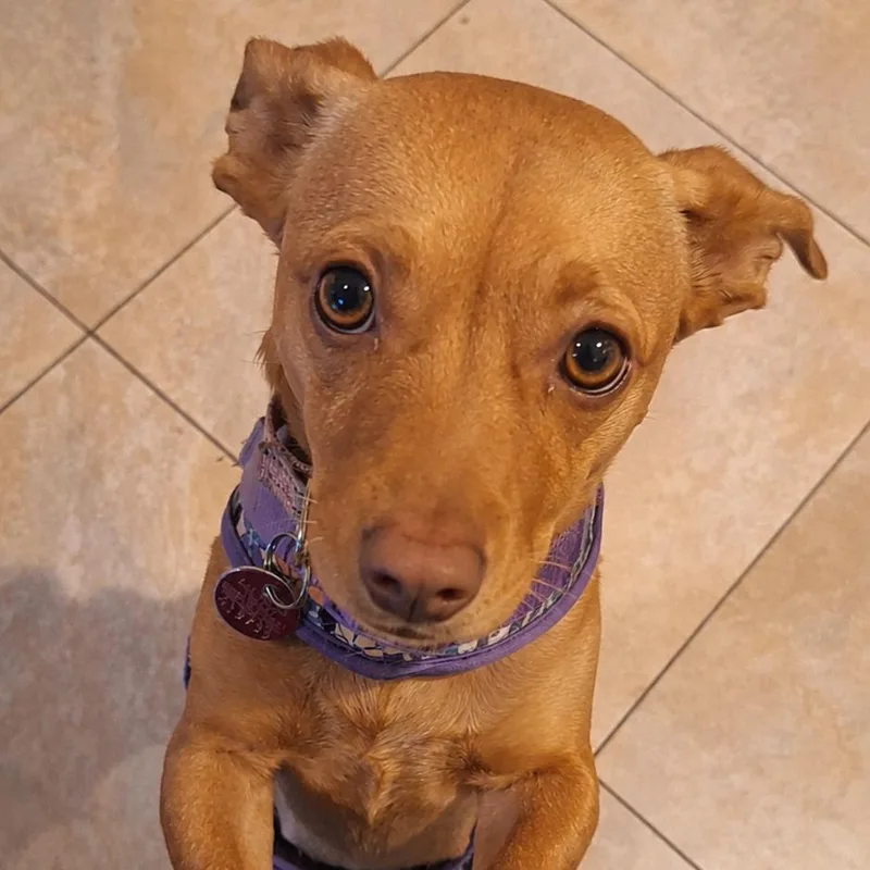 Tallulah aka Lucy
