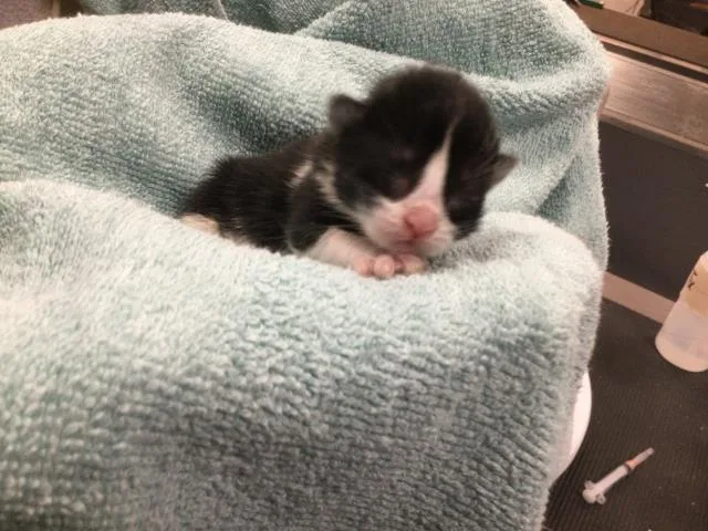 A baby small-sized male Domestic Long Hair cat named Stormfly for adoption in Thousand Palms, CA