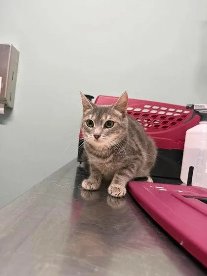 A young small-sized female Gray & White Domestic Short Hair cat named Sadie for adoption in Annapolis, MD