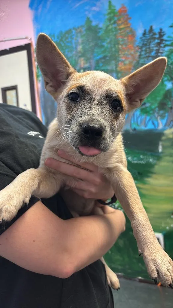 A baby medium-sized female Australian Cattle Dog / Blue Heeler dog named Wanda Li for adoption in New Braunfels, TX