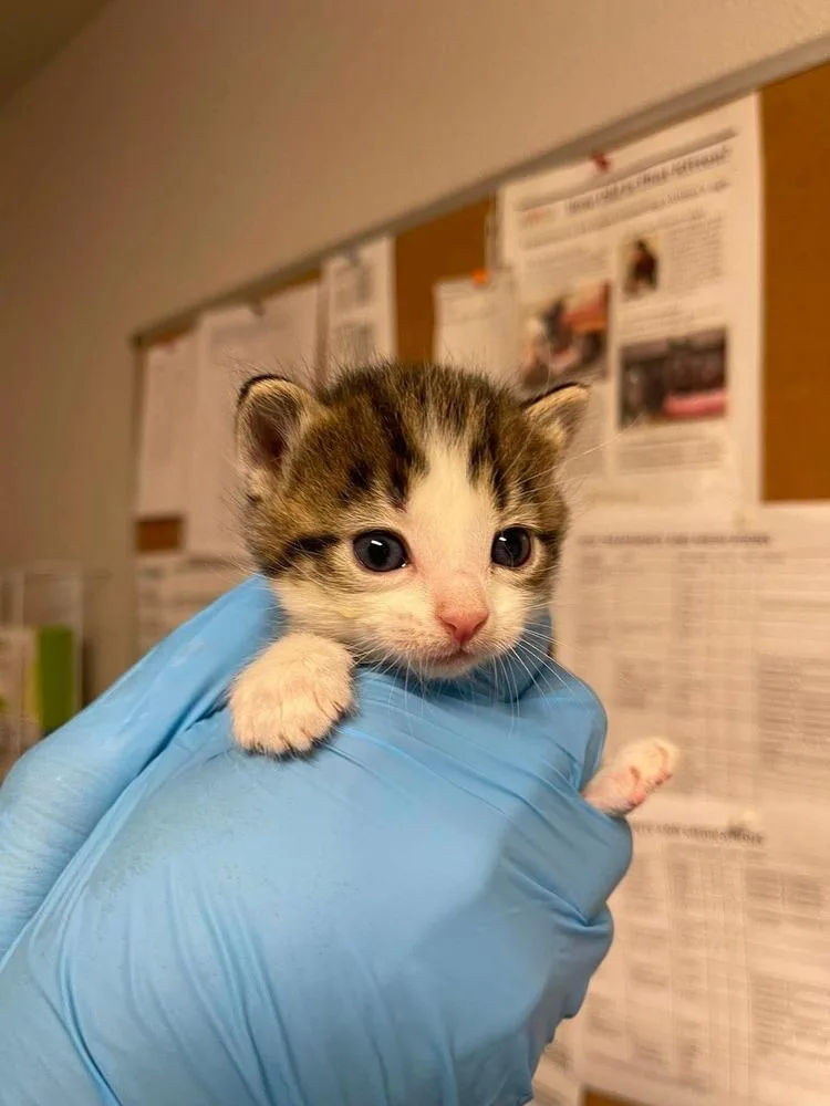 A baby medium-sized female Domestic Short Hair cat named Sara for adoption in Bolivar, MO