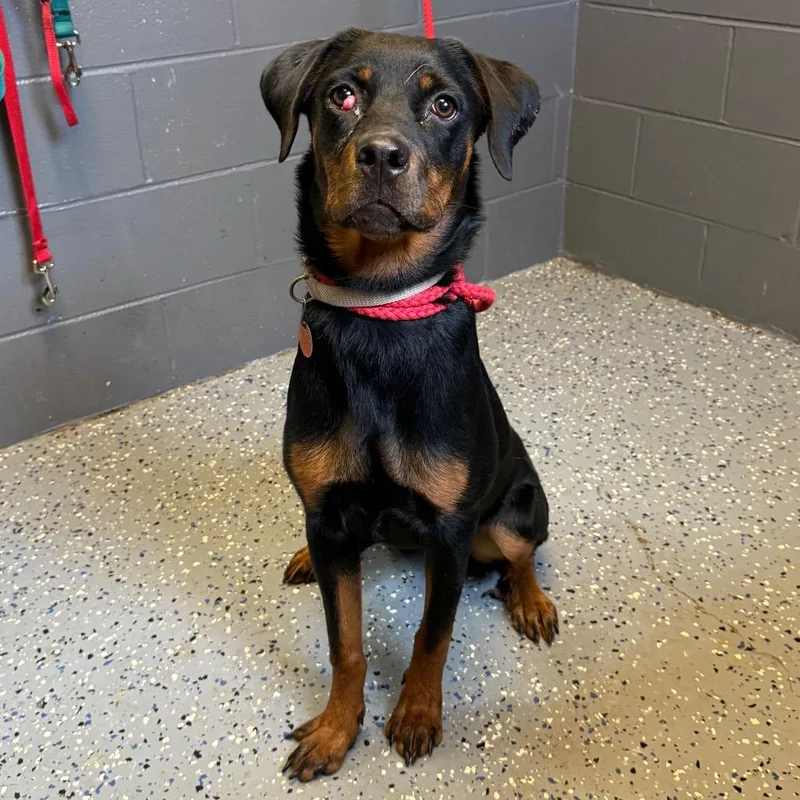 An adult medium-sized female Black Rottweiler dog named TUSCStray for adoption in Tuscaloosa, AL