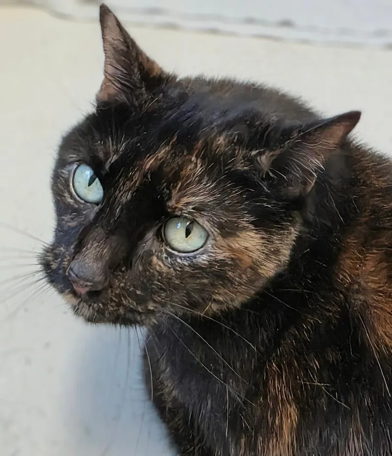 A senior large-sized female Domestic Short Hair cat named Buddha for adoption in Bloomington, IN