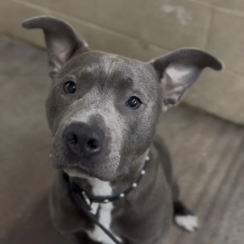 An adult medium-sized male Gray / Blue / Silver Pit Bull Terrier dog named Pinball for adoption in Independence, KS