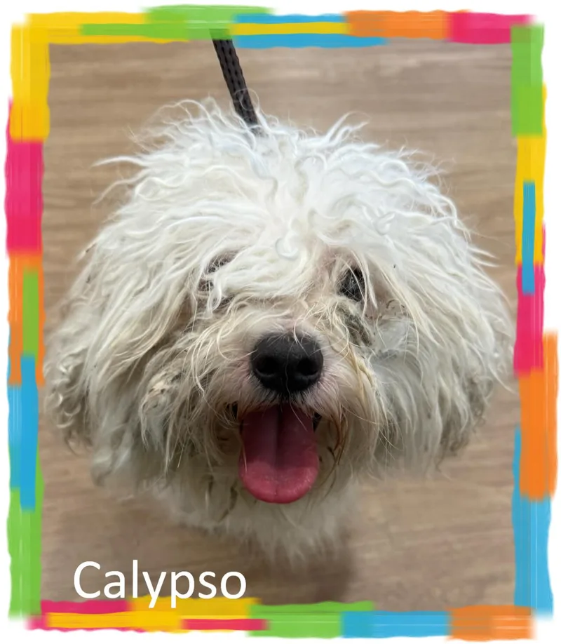 A young small-sized male Bichon Frise dog named Calypso IL for adoption in Tulsa, OK