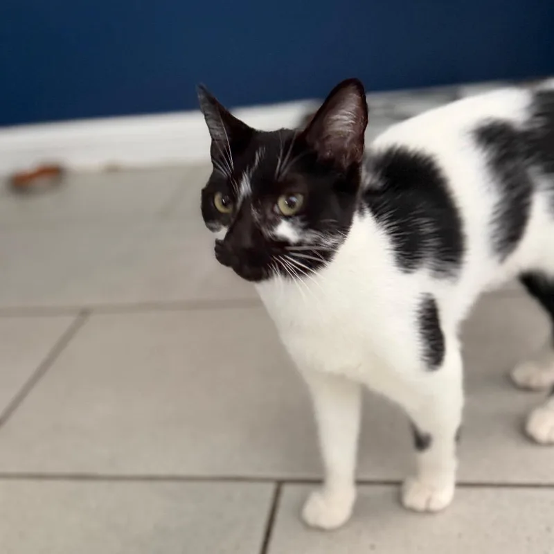 A young small-sized female White Domestic Short Hair cat named Juliet for adoption in Long Beach, CA