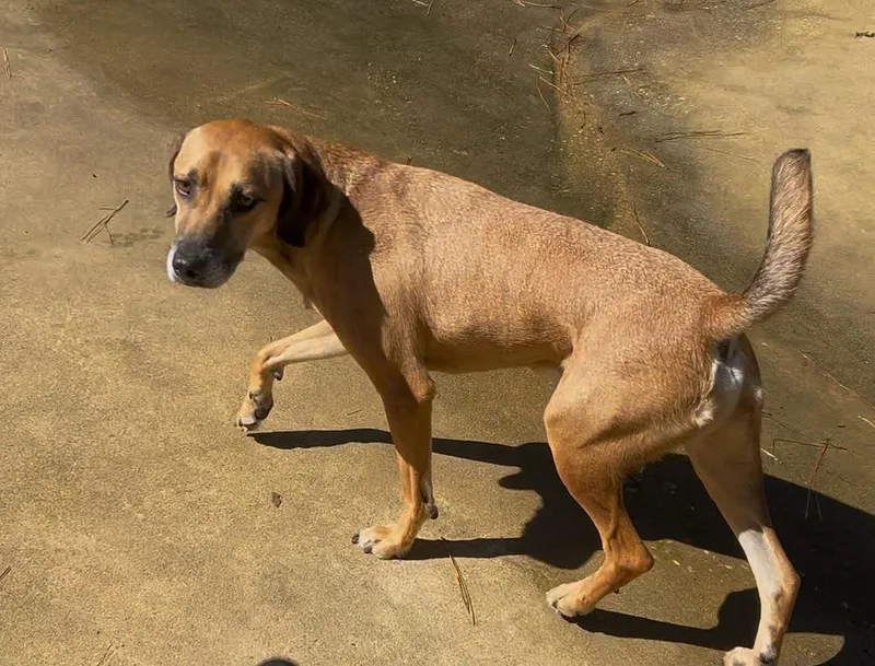 A young medium-sized male Brown / Chocolate Mixed Breed dog named Daroll for adoption in Ruston, LA