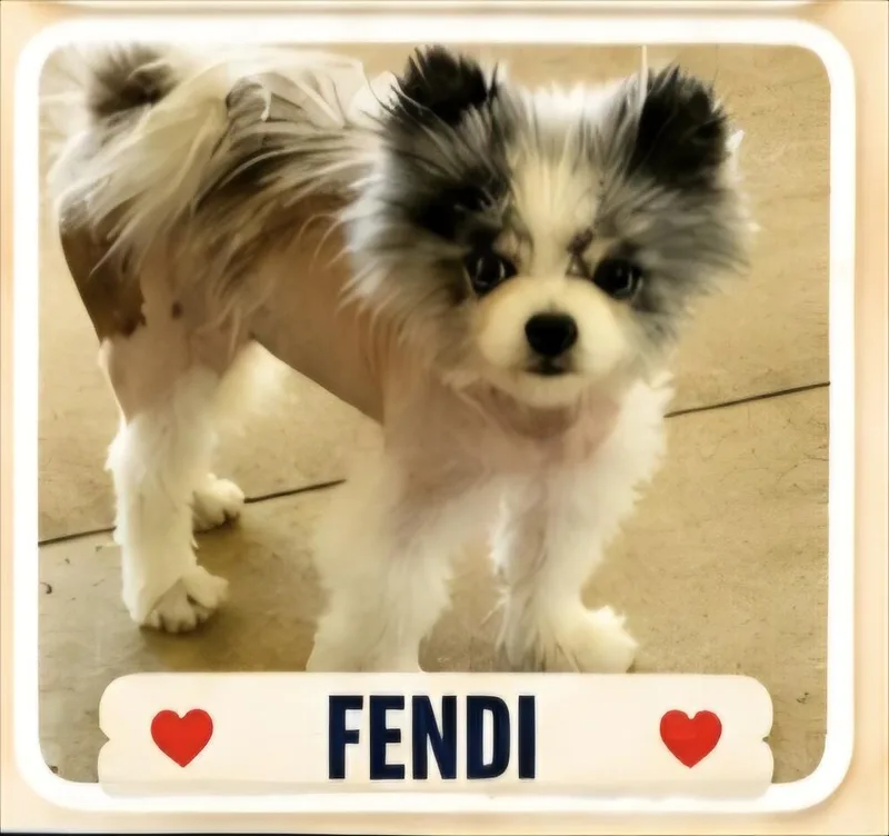 An adult small-sized female Merle (Blue) Pomeranian dog named Fendi for adoption in Lancaster, CA
