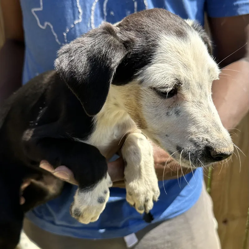 Briscoe  Local April thumbnail 2