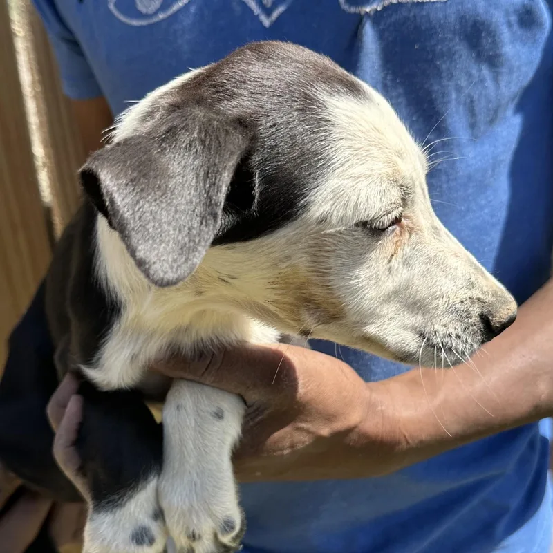 Briscoe  Local April thumbnail 3