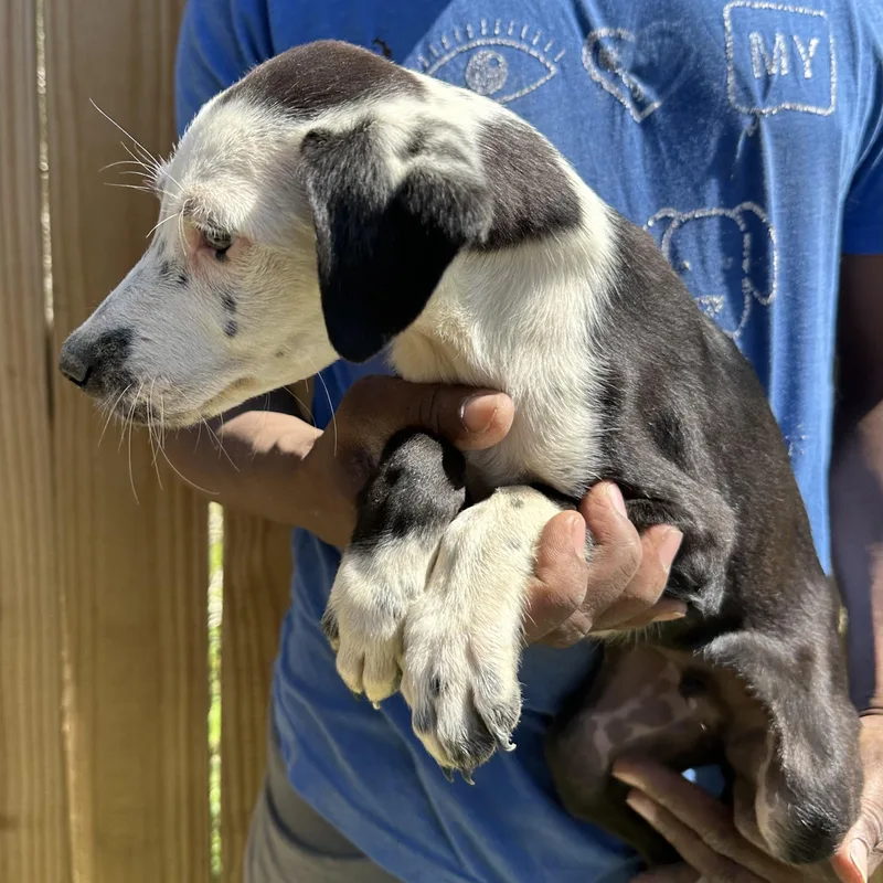 Briscoe  Local April thumbnail 4