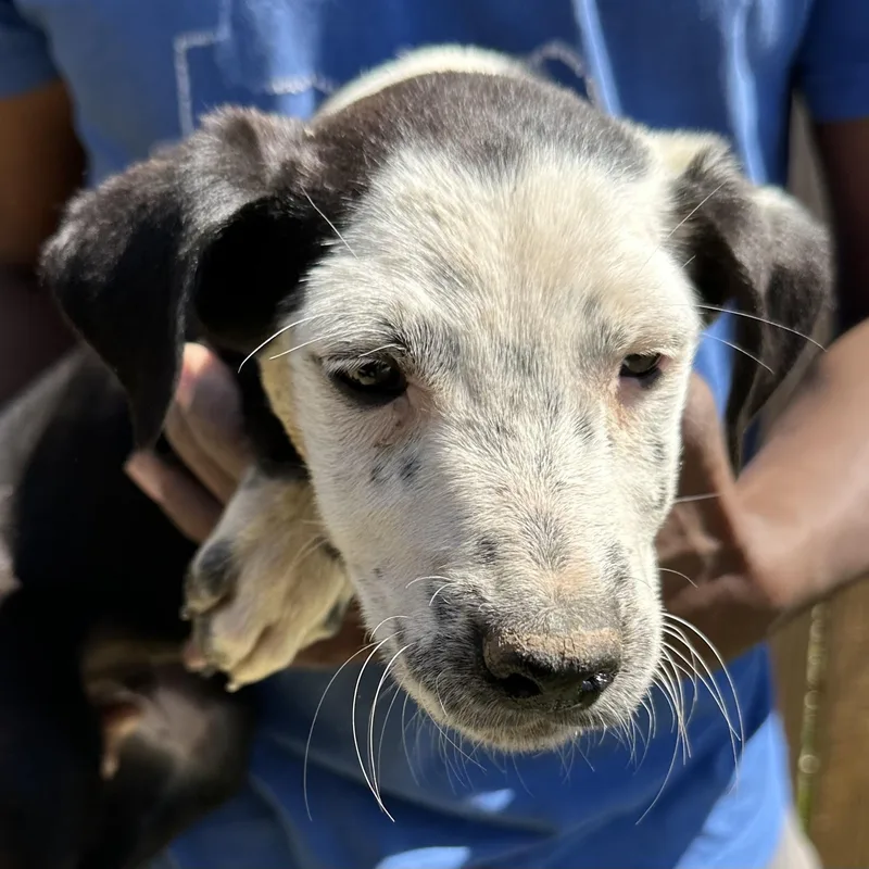 Briscoe  Local April