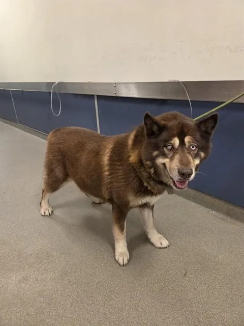 An adult large-sized male Siberian Husky dog named Atlas for adoption in Miami, FL
