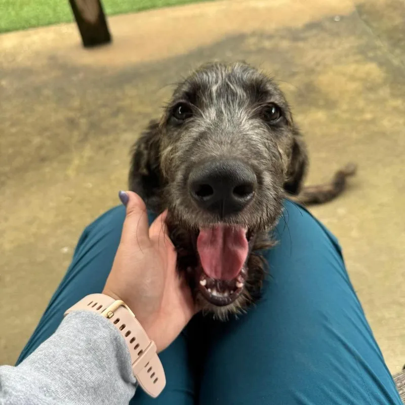 A young small-sized male Black Mixed Breed dog named Gus for adoption in Rockville, MD