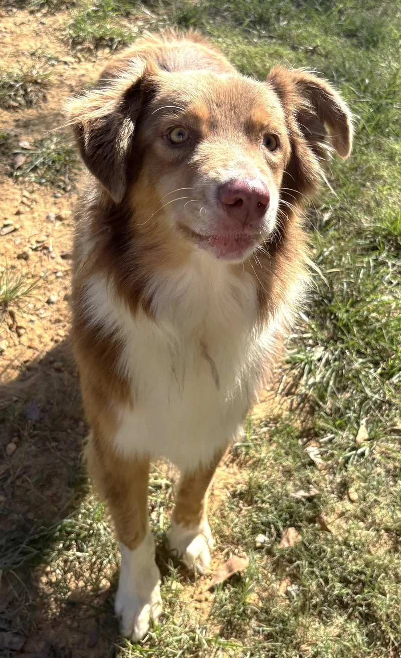 An adult large-sized male Australian Shepherd dog named Rudy for adoption in Wetumpka, AL