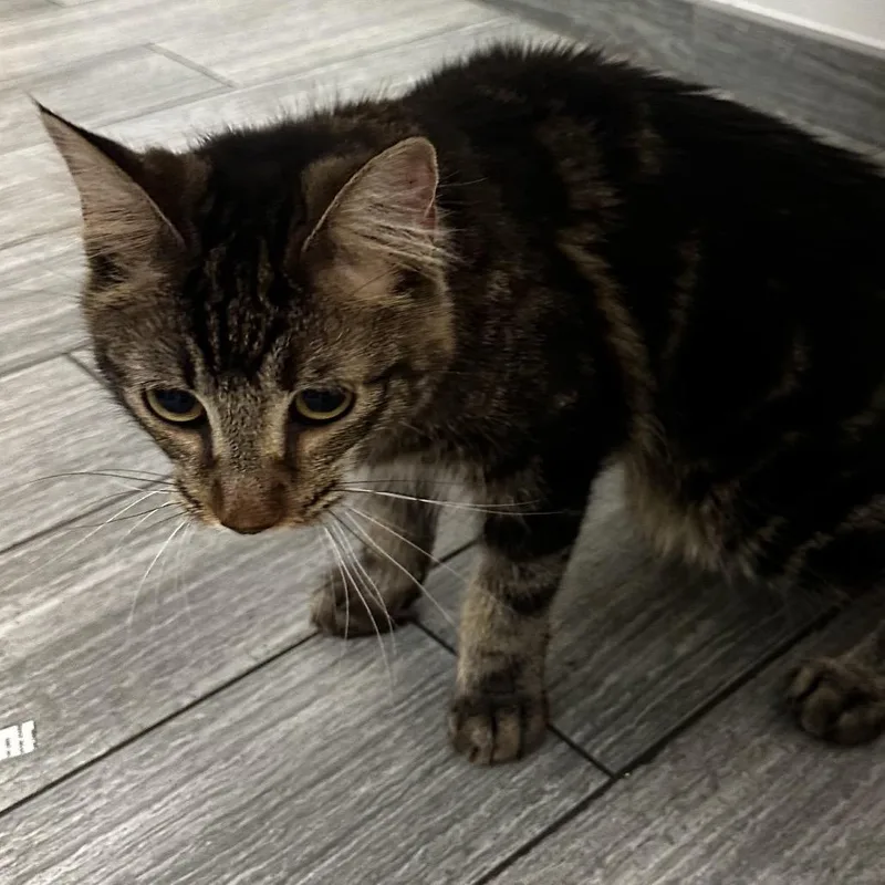 A young medium-sized female Brown / Chocolate Domestic Short Hair cat named Warren Forney for adoption in Jacksonville, FL