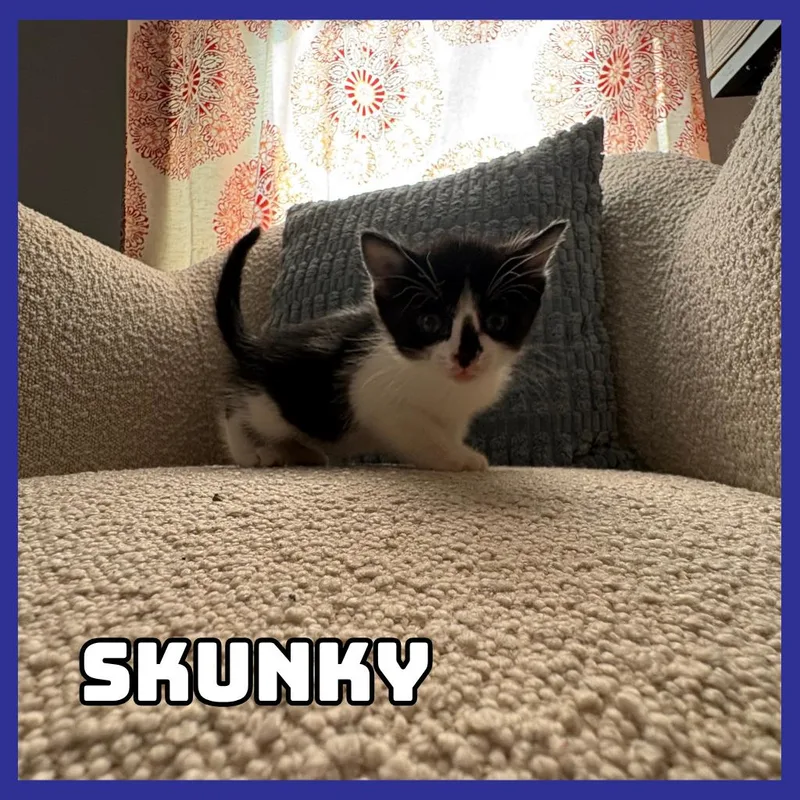 A baby small-sized female Black Domestic Short Hair cat named Skunky for adoption in Glenwood, MN
