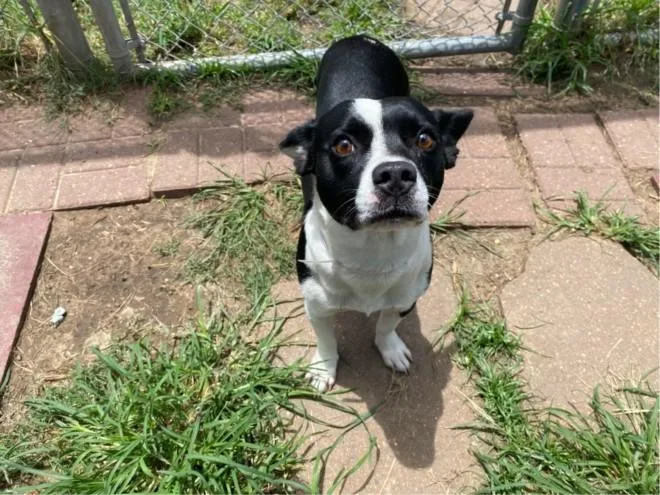 An adult medium-sized female Boston Terrier dog named Isela for adoption in Houston, TX