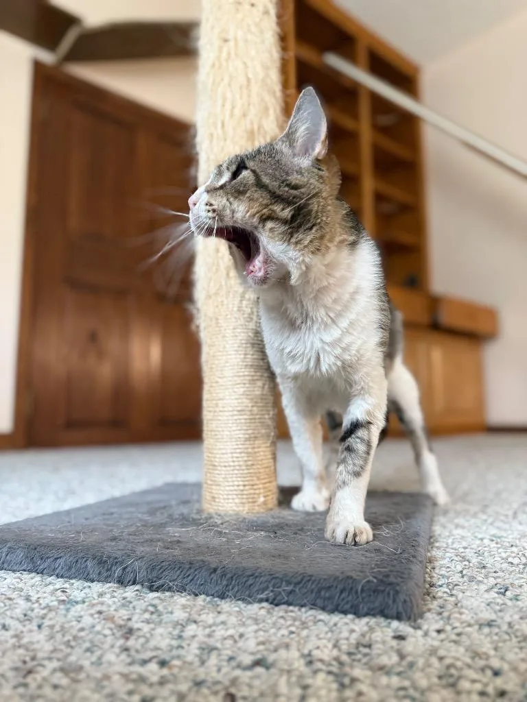 An adult large-sized male Tabby cat named Azrael for adoption in San Antonio, TX