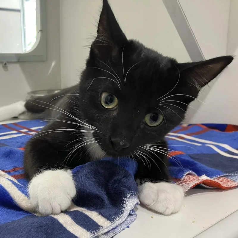 A young medium-sized male Black Domestic Short Hair cat named Chidi for adoption in Oak Park, IL