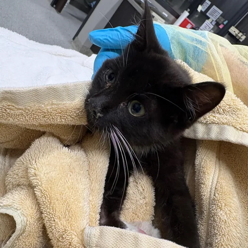 Chidi thumbnail 2
