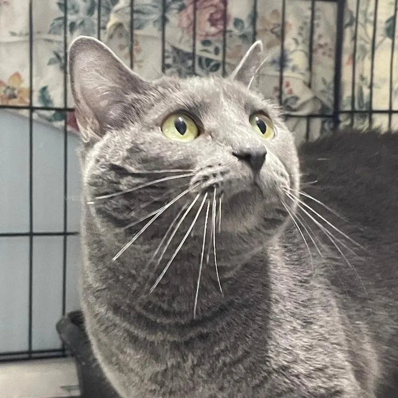 An adult medium-sized female Gray / Blue / Silver Domestic Short Hair cat named Chloe for adoption in Spencer, IN