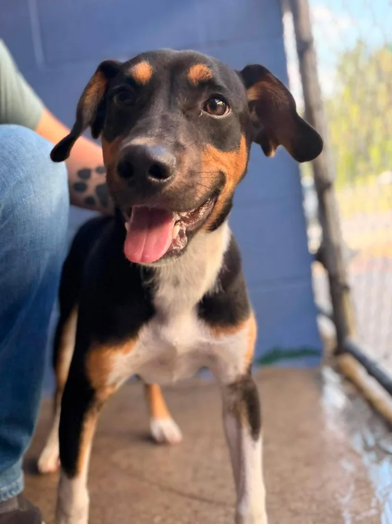 A young medium-sized male Black Mixed Breed dog named Bennett for adoption in Leitchfield, KY