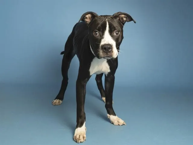 A young small-sized female Pit Bull Terrier dog named Oakley for adoption in Phoenix, AZ