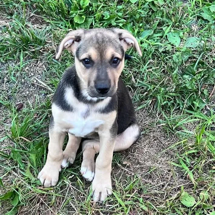 A baby small-sized female Black Mixed Breed dog named Bromine for adoption in Wappingers Falls, NY